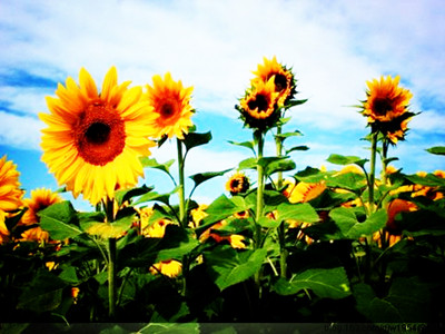 有專門的壓榨油葵的榨油機嗎？(圖2)