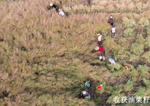 河南新密菜籽榨油機(jī)設(shè)備 菜籽油生產(chǎn)走上富裕路(圖1)